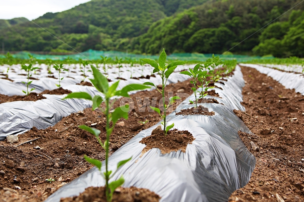 고추모종,고추,농사,밭,자연,배경,풍경,산업,industry,industrial,농업,농사,agriculture,farming,farming industry