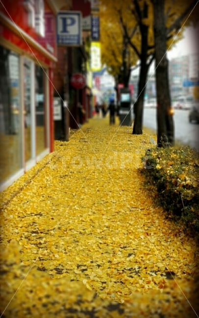 가을길,가을,낙업,은행,사색,힐링,은행나무,은행잎,단풍,가을,계절,fall,autumn,season,도시,풍경,city,landscape,path,통로
