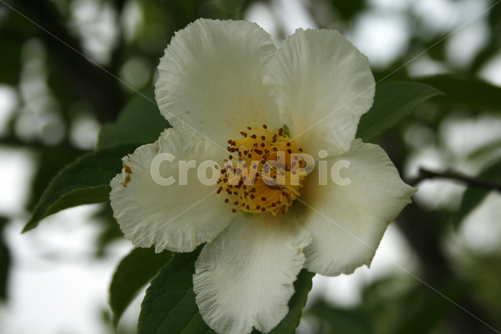 노각나무,차나무,식물,flower,plants,nature,꽃봉오리,꽃,식물,자연,plants,nature,꽃,flower