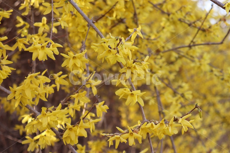 봄꽃,개나리,개나리꽃,상큼한꽃,노란꽃,식물,자연,plants,nature,꽃,flower