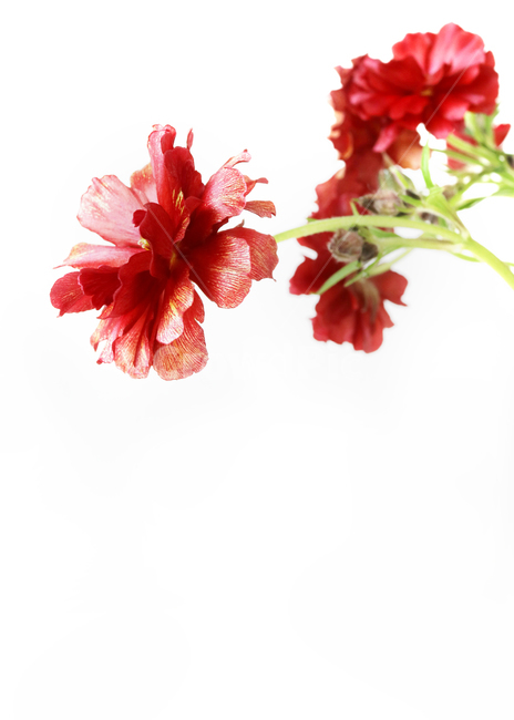 꽃,봄꽃,봄,배경,백그라운드,배경이미지,꽃다발,컬러,flowers,background,seasonal,빨간꽃,버터플라이라넌,꽃,flower,누끼,remove background