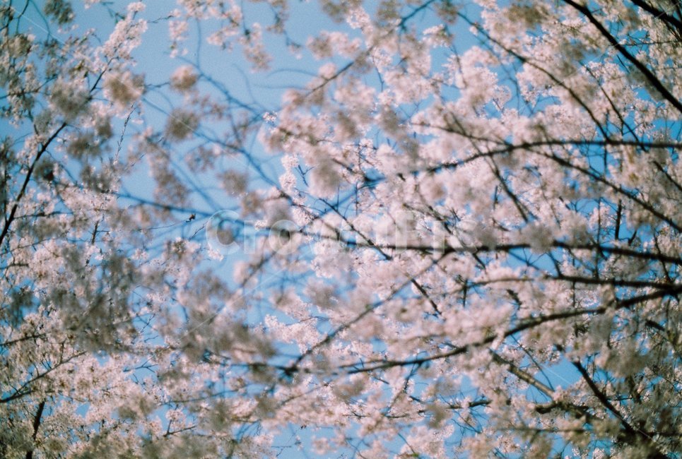 꽃,벚꽃,봄,꽃나무,plant,식물,blossom,flower