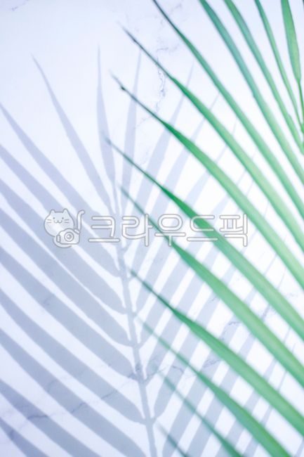 shadow,pattern,mint color,frond,summer,White space,palm tree,fluttering,leaves,copy space,stripe,green,natural,nature,tree,emptied,abstract,leaf,tropical,pointed,marble,blue,light,tropics,background,plant,silhouette,loose