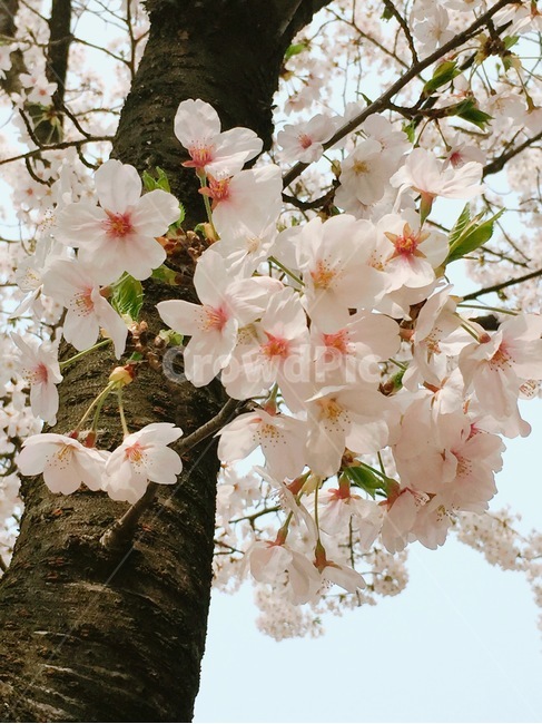 벚꽃,꽃,봄,봄날,분홍색,분홍꽃
