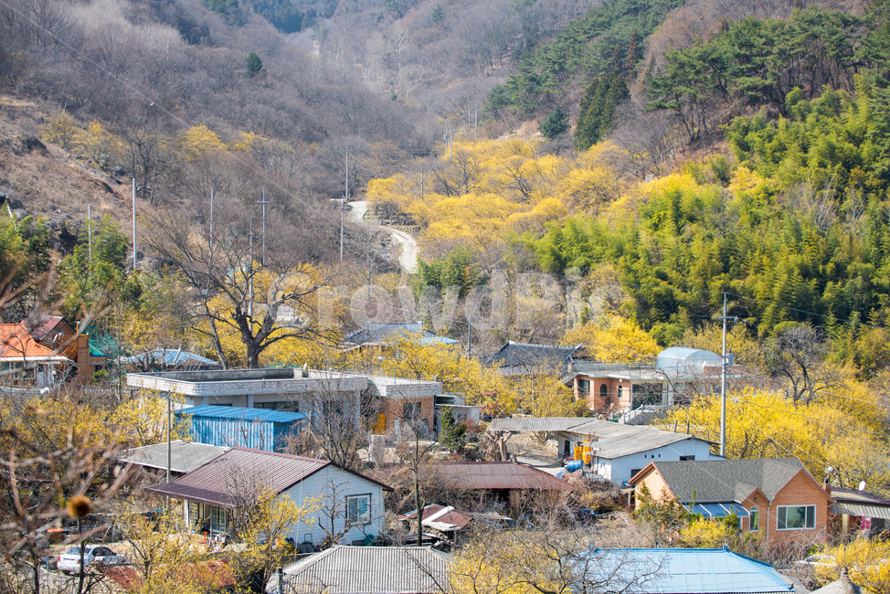 산수유,풍경,마을,산,자연,녹색,전망,집,나무,건축,꽃,봄,식물,잎,초원,가지,정원,성장,아름다움,숲,시골,landscape,village,mountain,town,mountains,green,view,houses,panorama,tree,valley,hill,trees,hills,architecture,nature,flower,spring,plant,blossom,flowers,leaf,bloom,flora,meadow,yellow,branch,garden,growth,field,floral,beauty,forest,blooming,cornus,cornusofficinalis,봄,계절,spring,season,rural,농촌,outdoors,옥외,building,건물