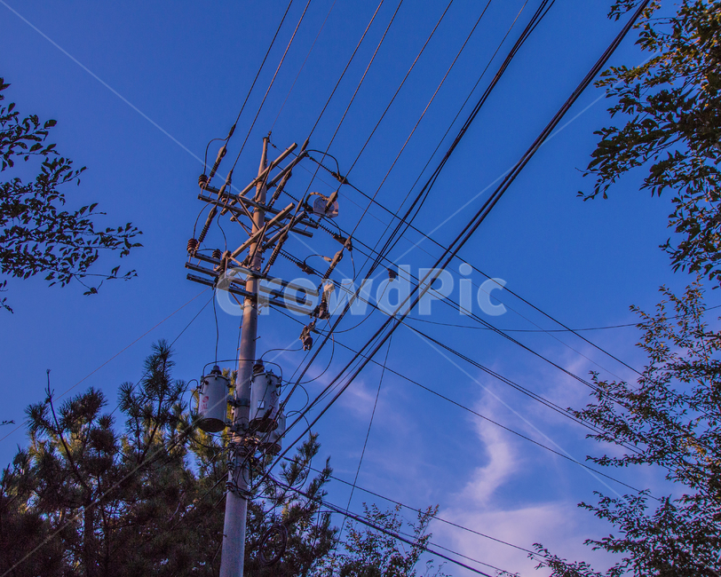 전봇대,하늘,나무,감성,맑음,에너지산업,energy industry,cable,케이블