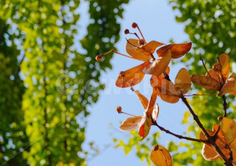 하늘,하늘빛,연두,노랑,햇살,가득,흠뻑,가을,사진,식물,자연,plants,nature