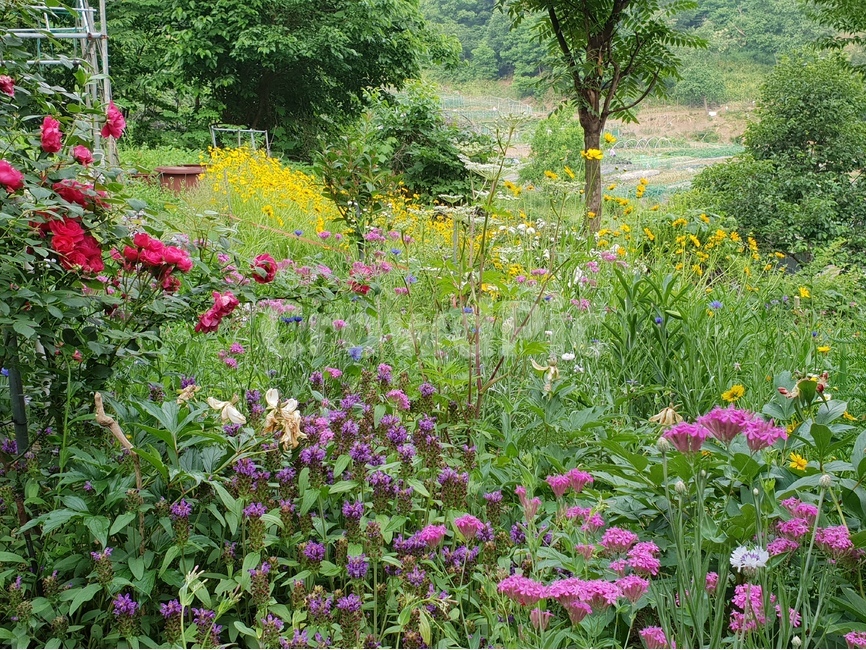 꿀풀,하고초,보라색,정원,가든,뜰,garden,flower,장미,빨간색,끈끈이대나물,배경,배경이미지,배경화면,자연,풍경,nature,landscape,plant,식물,outdoors,옥외