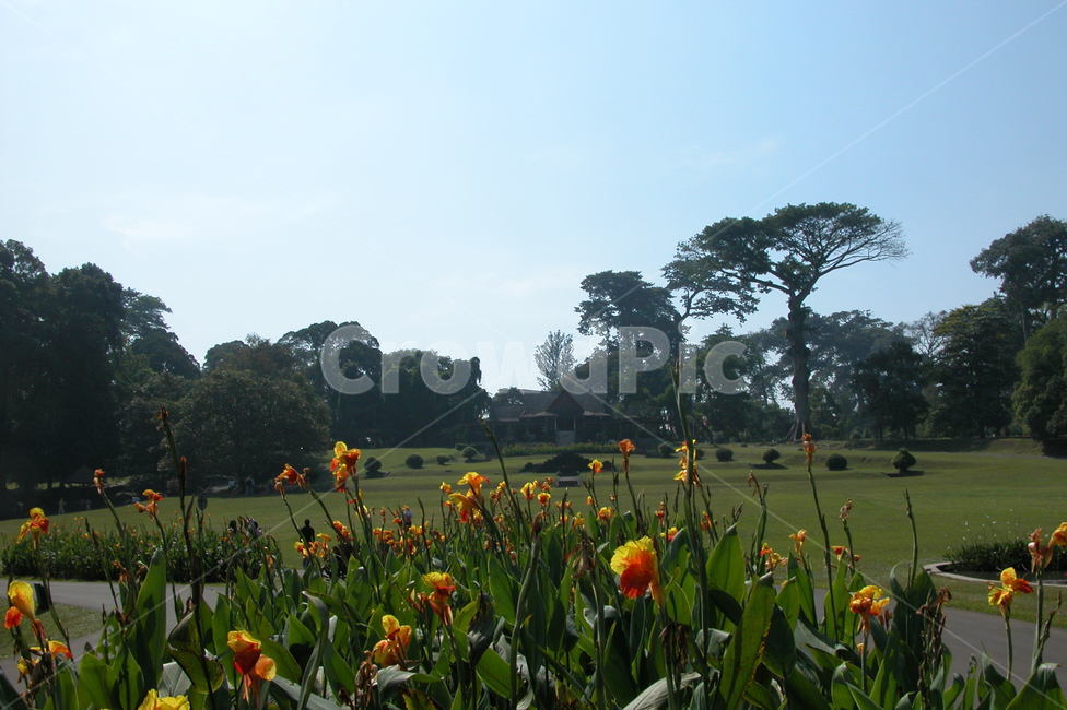 인도네시아,보고르,보고르식물원,꽃,나무,indonesia,bogor,bogorbotanicgarden,flowers,trees,flower,tree