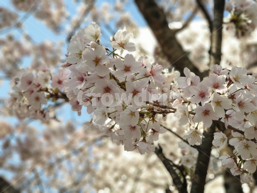 봄,벚꽃,꽃,blossom,flower