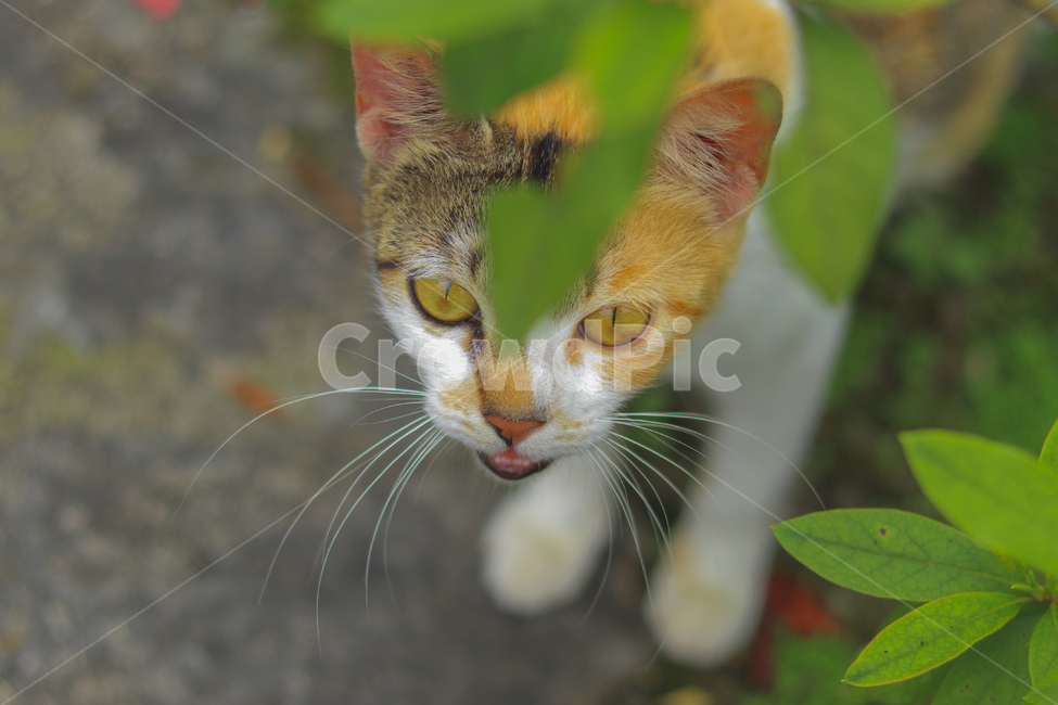 고양이,동물,길고양이,냐옹이,야옹이,잠,길거리,animal,straycat,kitty,street,동물,animal,포유류,mammal,고양이,cat,kitten,kitty