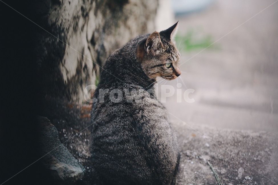 고양이,cat,감성사진,길고양이,애완동물,동물,animal,포유류,mammal,고양이,cat,kitten,kitty