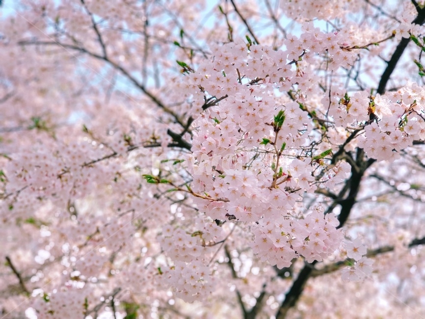 벚꽃,벚꽃나무,자연,자연경과,식물