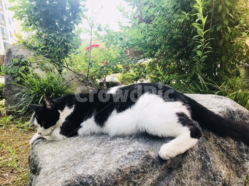 길냥이,한량,돌,츄르,고양이,길거리