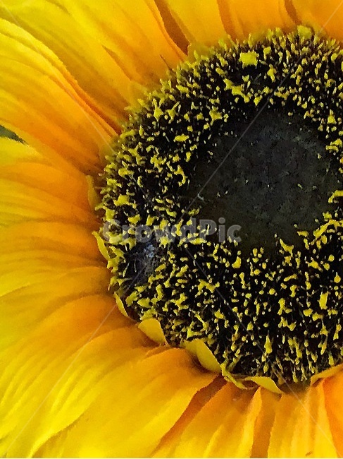 해바라기,꽃,sunflower,노랑색,자연,식물,자연,plants,nature,꽃,flower