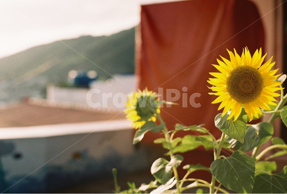 해바라기,꽃,sunflower,yellow,해바라기꽃,여름,계절,summer,season,가을,fall,autumn,식물,자연,plants,nature,꽃,flower,감성,sensible,feeling,plant,blossom
