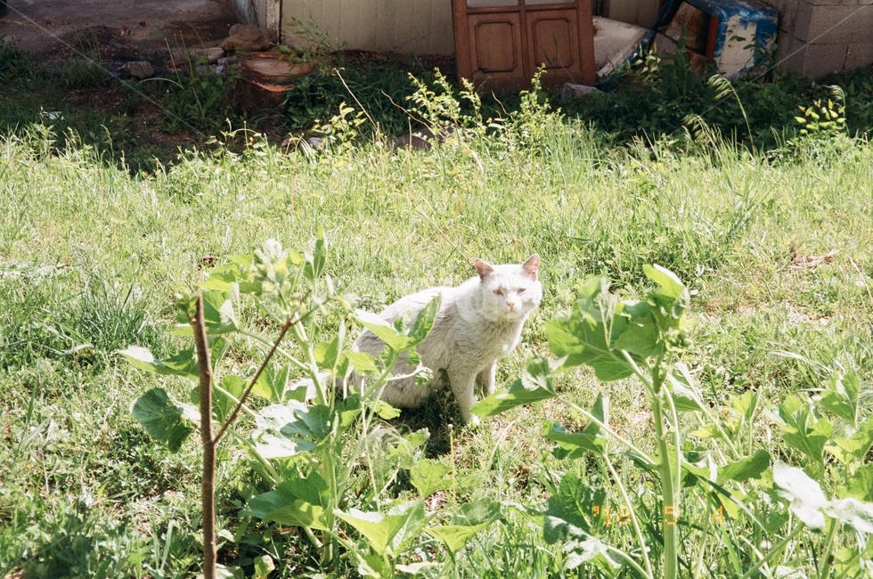 고양이,길고양이,흰고양이,길냥이,하얀고양이,동물,animal,포유류,mammal,고양이,cat,kitten,kitty