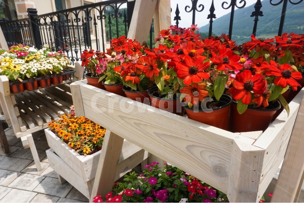 plant,식물,flower,blossom,꽃,geranium,제라늄,실내용화초,화분,화초,house plant