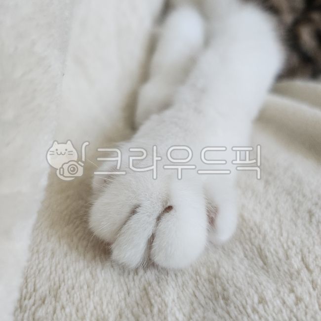 고양이,솜방망이,고양이털,털,보송보송,soft,fluffy,cat,paw,솜털