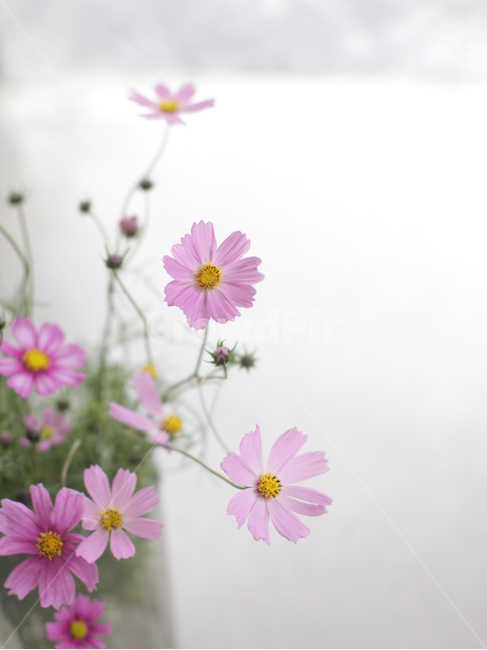 코스모스,가을꽃,꽃,플라워,가을코스모스,flowers,가을,계절,fall,autumn,season,식물,자연,plants,nature,꽃,flower,plant,daisy,데이지,daisies,blossom