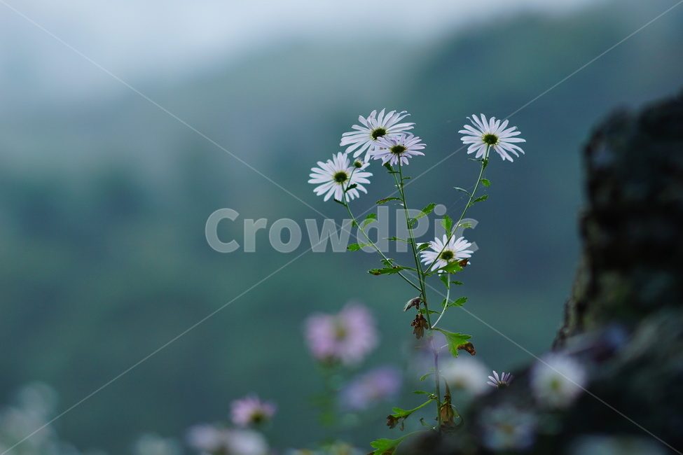 plant,flower,꽃,데이지,감성,식물,자연,plants,nature,꽃,flower