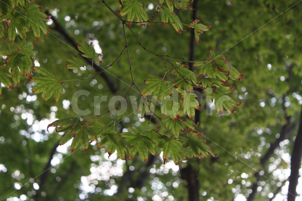 가을,단풍나무,자연,nature,tree,식물,자연,plants,nature,나무,trees,wood