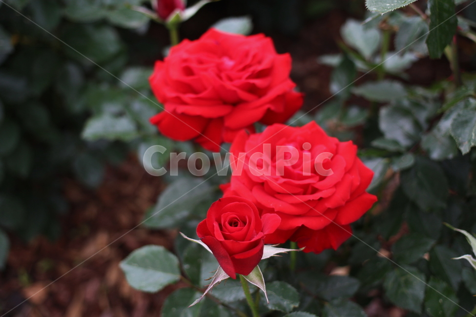 장미,rose,꽃,식물,플라워,flower,축제,향기,꽃향기,봄,계절,spring,season,식물,자연,plants,nature,꽃,flower,blossom,plant