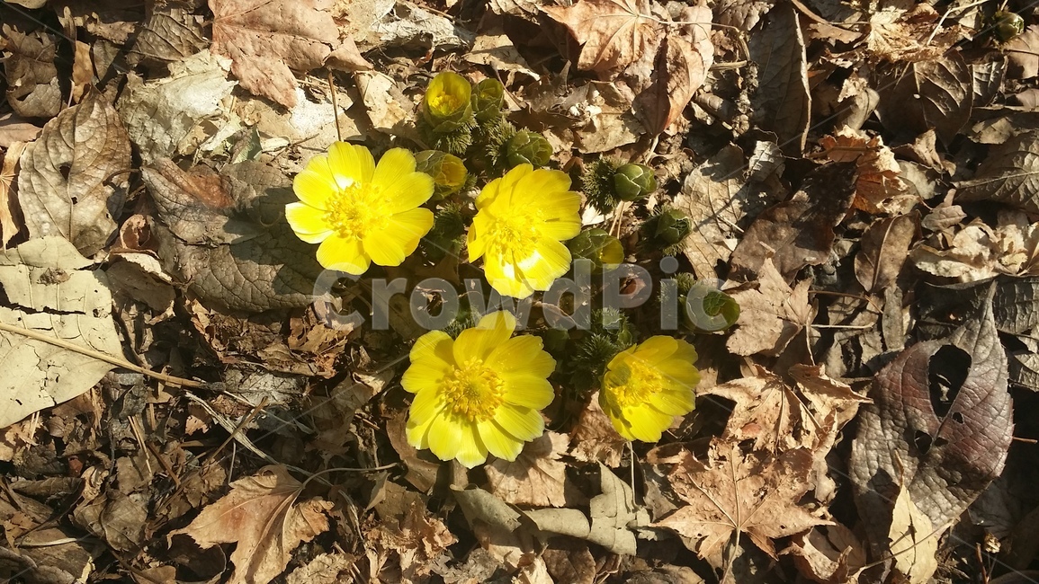 봄,꽃,땅에서,노란꽃,flower,식물,자연,plants,nature,꽃,flower