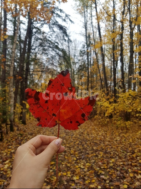 leaf,잎,plant,식물,tree,낙엽,가을