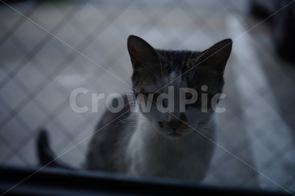 고양이,애완동물,냥냥이,집중,관찰,홍글,동물,animal,포유류,mammal,고양이,cat,kitten,kitty