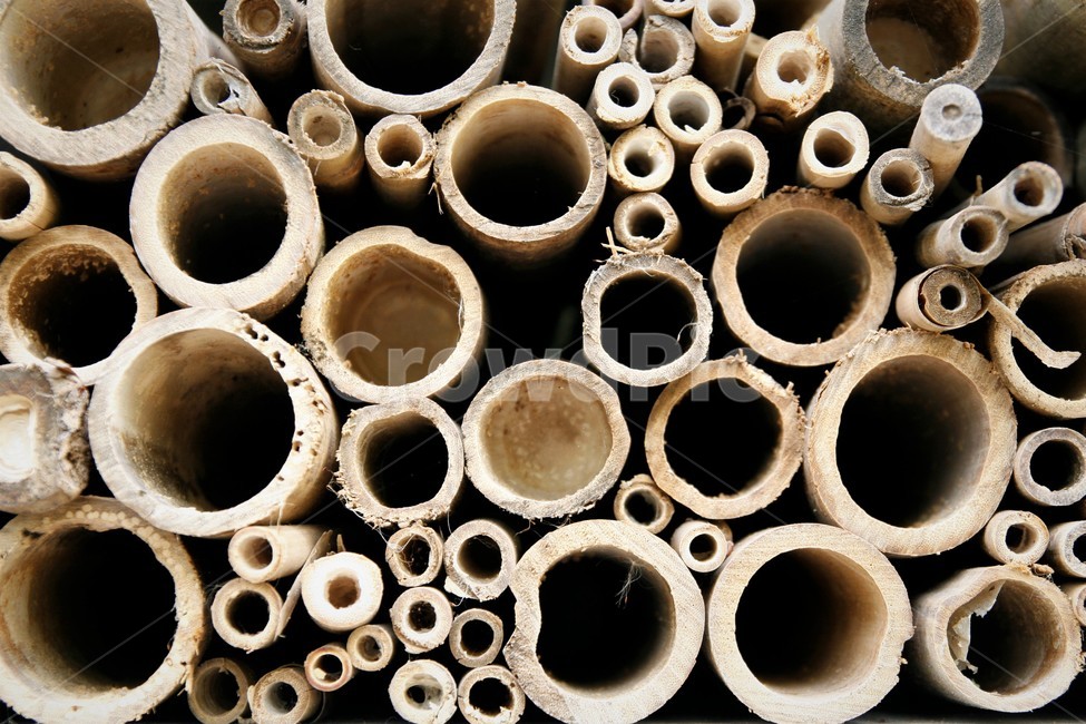 대나무,절단,절단면,패턴,식물,나무,trees,wood,텍스처,질감,패턴,texture,pattern