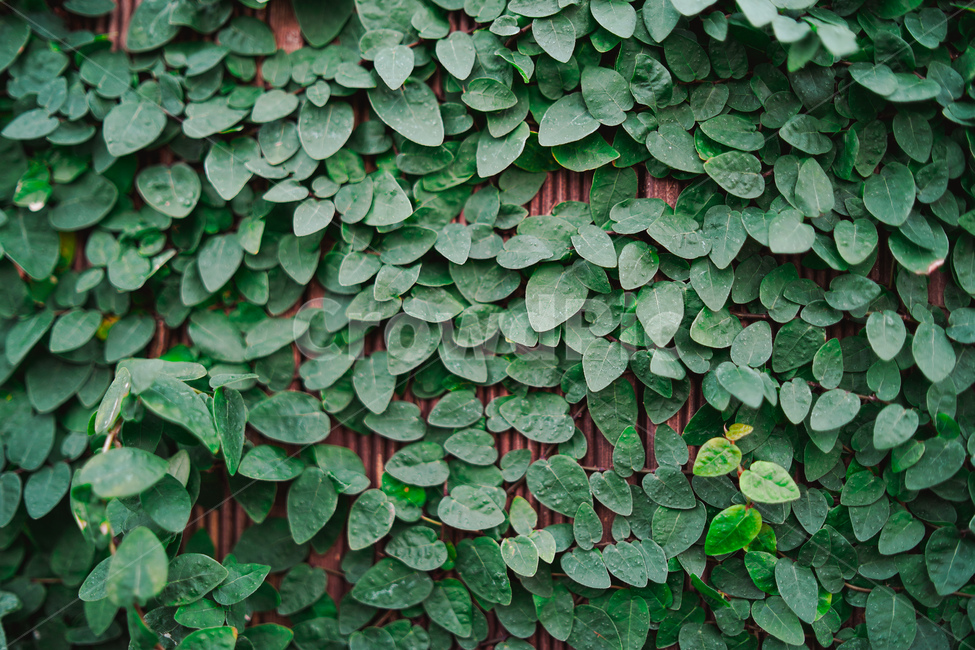 덩쿨,식물원,벽,자연,생태계,plant,식물,leaf,잎,pottedplant,식물,자연,plants,nature