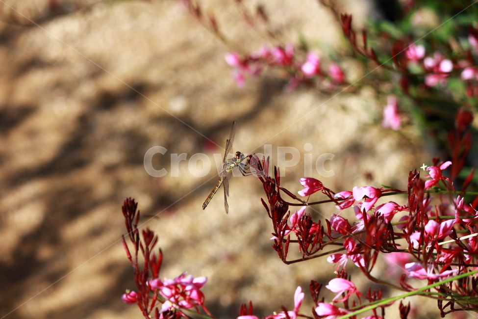 잠자리,아우라,꽃,식물,자연,그림자,plant,가을,식물,자연,plants,nature,꽃,flower,동물,animal,곤충,벌레,insect,bug