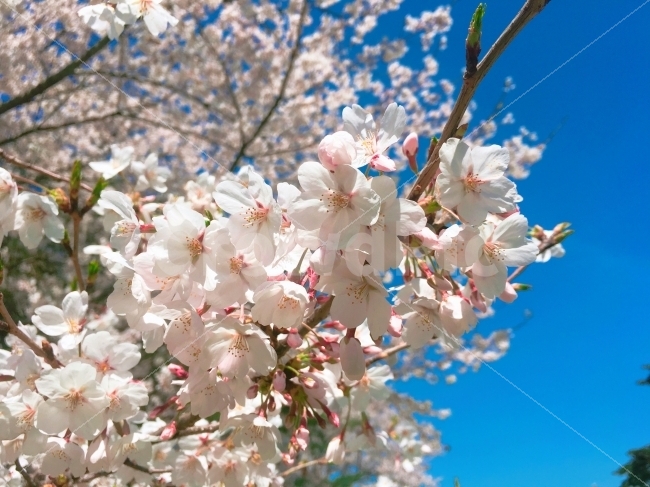 꽃,벚꽃,cherryblossom,한강벚꽃축제,여의나루,꽃사진,flower,flowers,식물,자연,plants,nature,봄,계절,spring,season,꽃,flower,plant,blossom