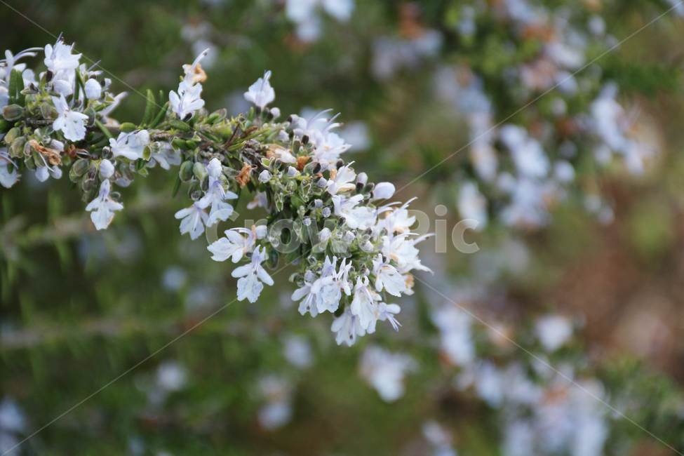 일본,가고시마,꽃,봄,자연,산책,식물,정원,식물,자연,plants,nature,꽃,flower