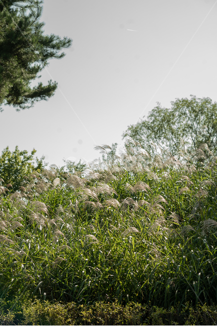 식물,plant,갈대,나무,풀,자연,자연,풍경,nature,landscape