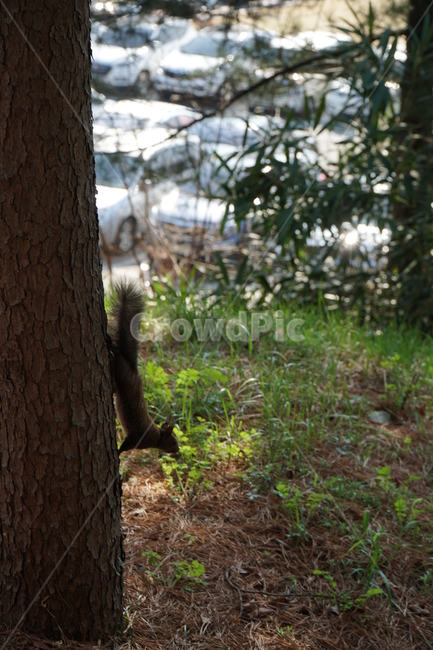 청설모,청솔모,다람쥐,쥐,동물,숲,나무,자연,새끼,도토리,squirrel,nature,mouse,forest,tree