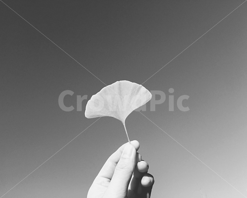 흑백사진,흑백,자연,감성사진,사진,가을,하늘,balckphoto,black,photo,fall,autumn,가을,계절,fall,autumn,season,식물,자연,plants,nature,사람,인물,인간,human,person,신체일부,몸,body,흑백,모노톤,monochrome,black and white,flower,꽃,plant,petal,꽃잎,blossom