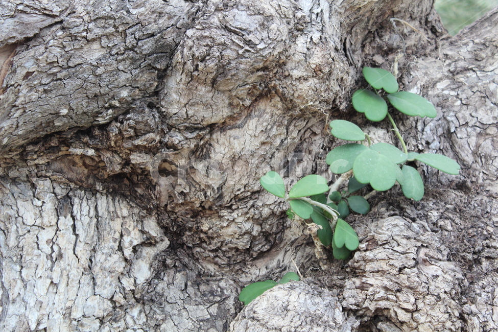 tree,oldtree,passionflower,나무,고목,클로바,하트잎,leaf,leafonthetree,식물,자연,plants,nature,나무,trees,wood