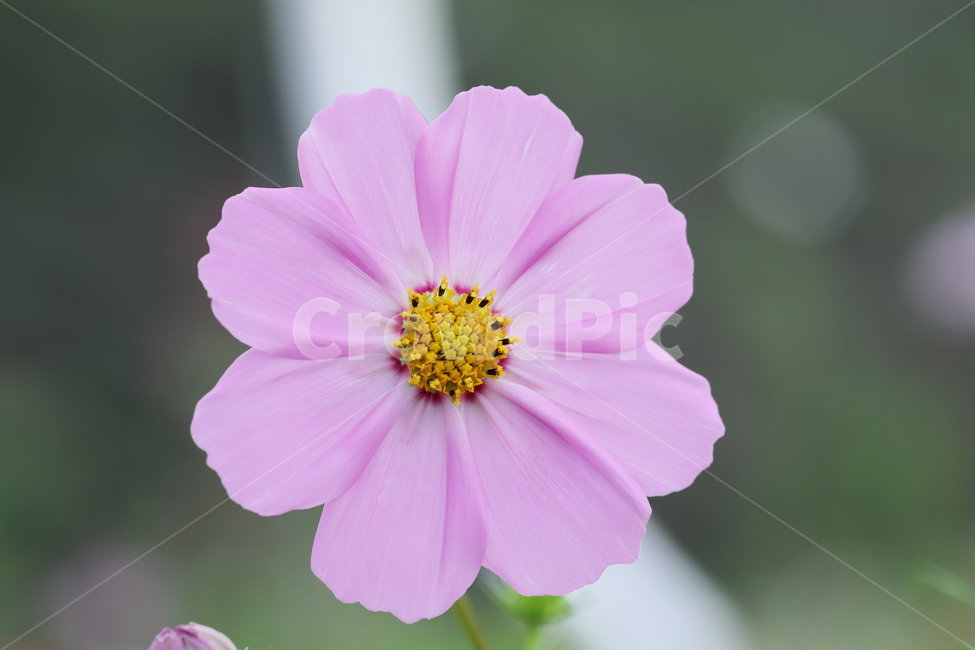 꽃,코스모스,cosmos,plant,pollen,식물,식물,자연,plants,nature,꽃,flower