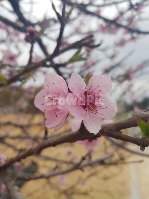 꽃,벚꽃,분홍꽃,봄,분홍