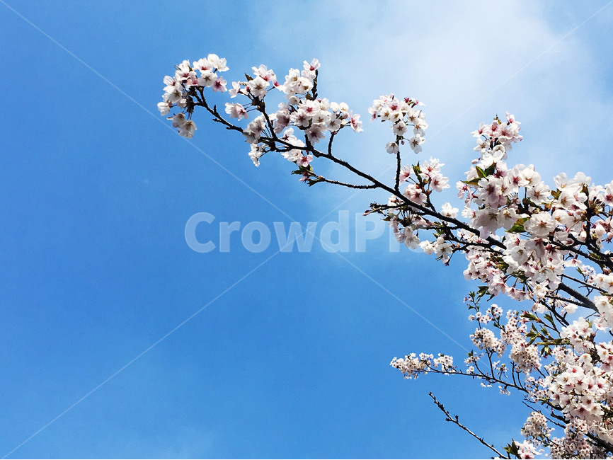 벚꽃,벚꽃가지,벚나무,봄,하늘,자연,나무,식물,봄,계절,spring,season,식물,자연,plants,nature,꽃,flower,plant,blossom