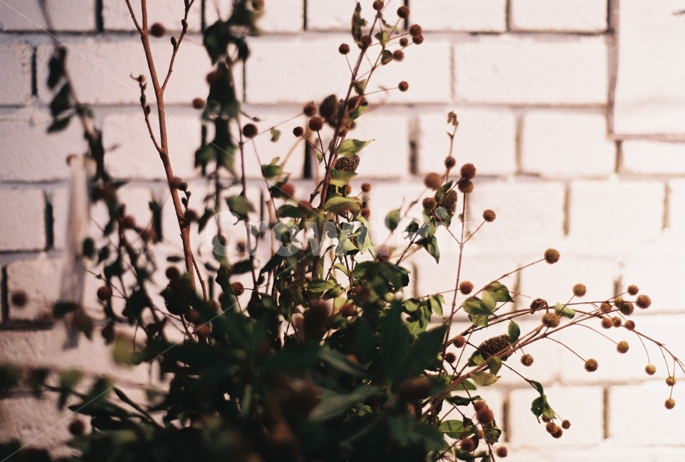 벽돌,식물,인테리어,풀,필름사진,NikonEM,식물,자연,plants,nature,꽃,flower,실내용화초,화분,화초,house plant,감성,sensible,feeling,인테리어,실내디자인,interior design