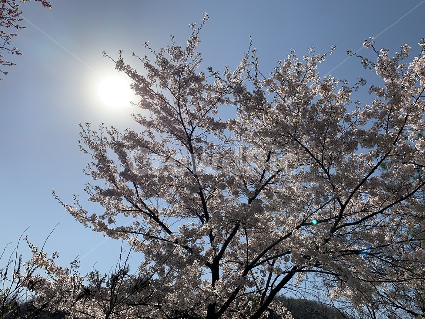 벚꽃,나무,파란,하늘,bluesky,sun,spring,tree,cherryblossom