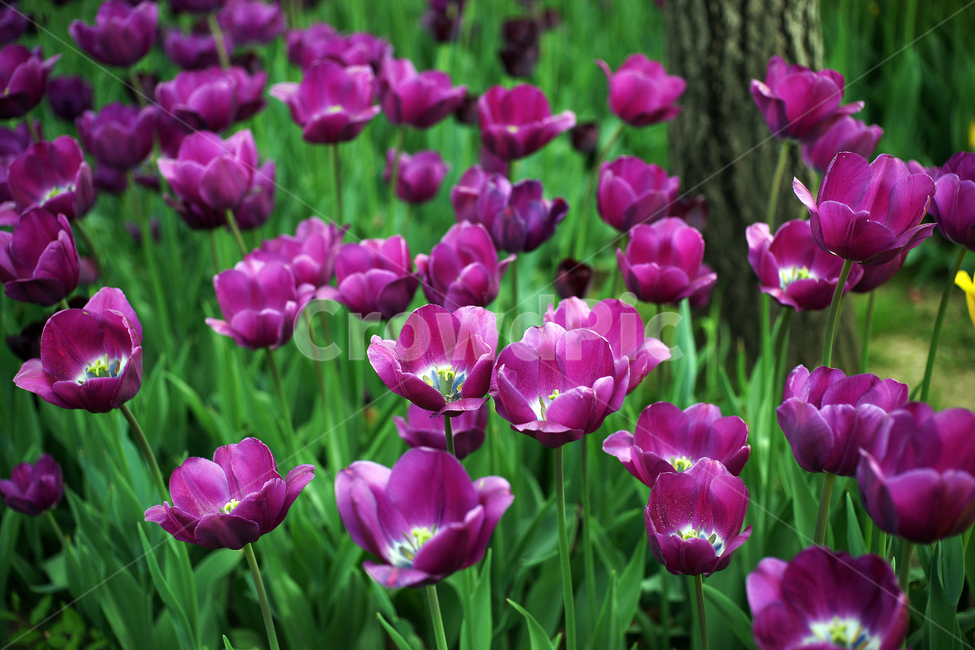 튤립,튜울립,추립,추맆,다년생초본,꽃,화초,flower,식물,관상용,gesner’stulip,식물,자연,plants,nature,꽃,flower