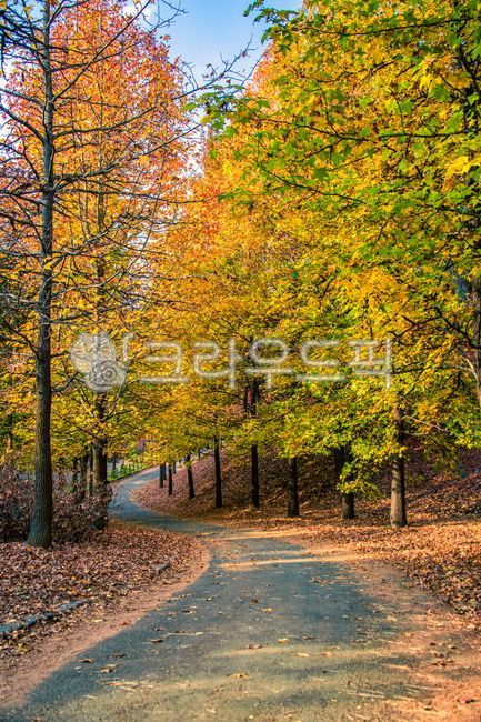 단풍,가을풍경,풍경,가을,landscape,fall,autumn,나무