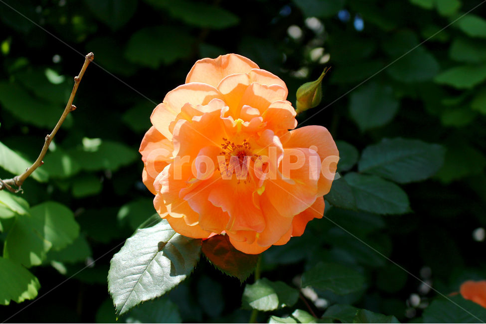 감성사진,자연,꽃,장미,색감,보정,flower,summer,nature,식물,자연,plants,nature,꽃,flower