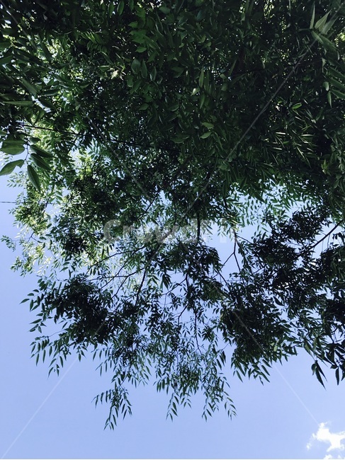 자연,맑은하늘,휴식,나무,힐링