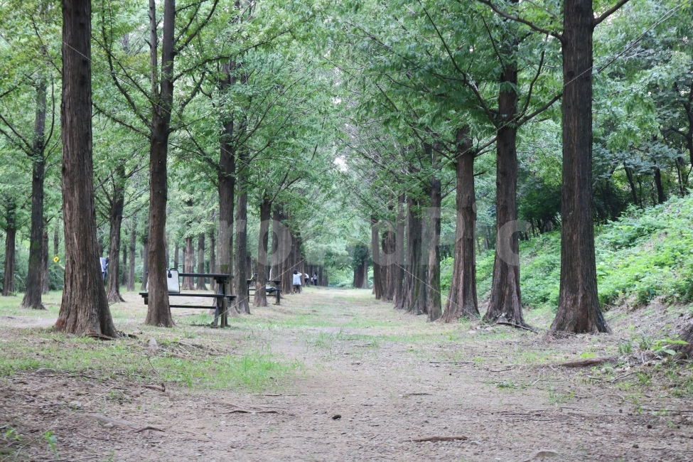 메타쉐콰이어길,자연,힐링,감성,풍경,자연,풍경,nature,landscape,여름,계절,summer,season,휴식,힐링,rest,relaxation,healing,plant,식물,tree,나무