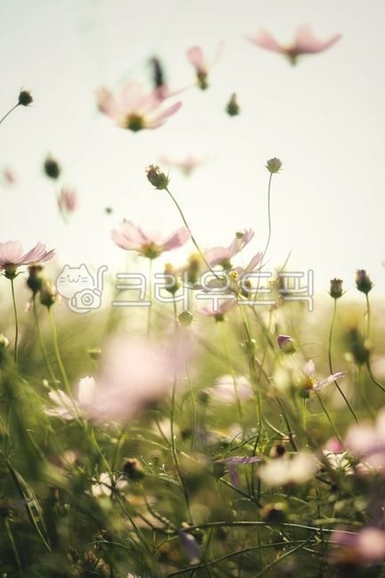 가을,코스모스,꽃,안성팜랜드,단풍,계절